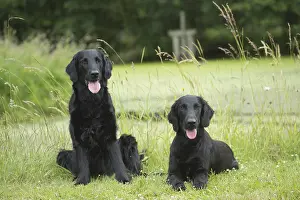 Coated: Flat coated retriever dogs outdoors