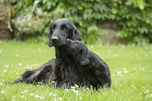 Coated: Flat coated retriever dogs outdoors