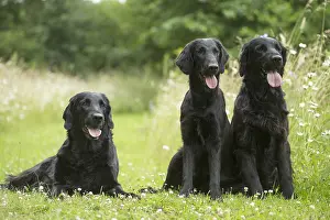 Coated: Flat coated retriever dogs outdoors