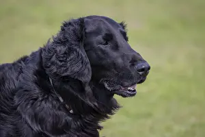 Coated: Flat Coated Retriever Portraet