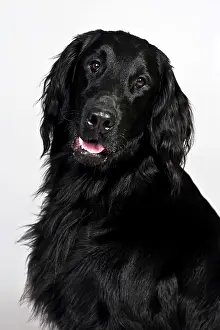 Coated: Flat-Coated Retriever, portrait