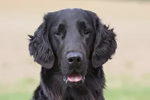 Pedigreed: Flat Coated Retriever - portrait - Germany