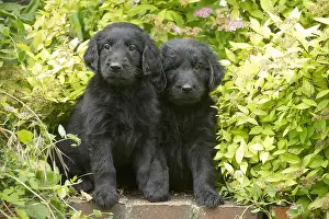 011018: Flat coated retriever puppies outdoors