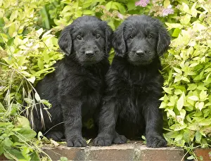 011018: Flat coated retriever puppies outdoors