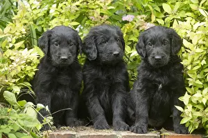 011018: Flat coated retriever puppies outdoors