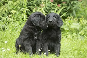 Kisses: Flat coated retriever puppies outdoors