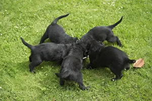011018: Flat coated retriever puppies outdoors