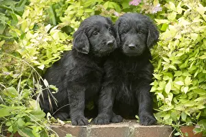 Coated: Flat coated retriever puppies outdoors