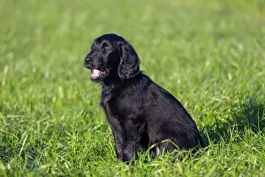 Canidae: Flat Coated Retriever puppy
