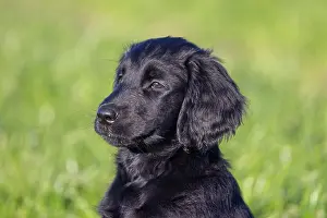 Canidae: Flat Coated Retriever puppy