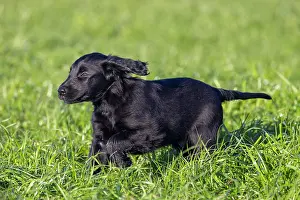 Canidae: Flat Coated Retriever puppy