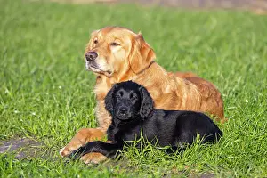 Canidae: Flat Coated Retriever puppy