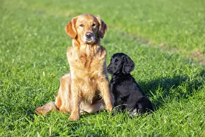 Canidae: Flat Coated Retriever puppy