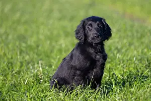 Canidae: Flat Coated Retriever puppy