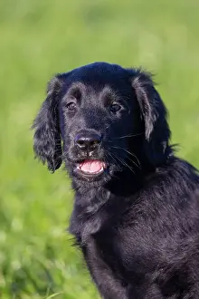 Canidae: Flat Coated Retriever puppy