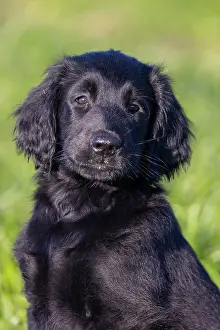 Canidae: Flat Coated Retriever puppy