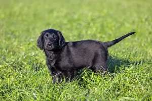 Canidae: Flat Coated Retriever puppy