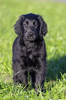 Canidae: Flat Coated Retriever puppy