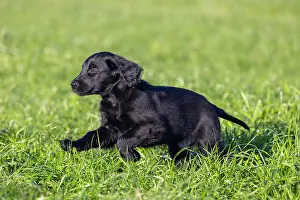 Canidae: Flat Coated Retriever puppy