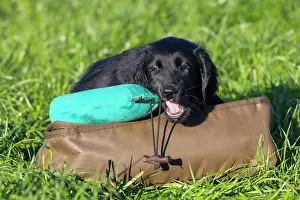 Training: Flat Coated Retriever puppy