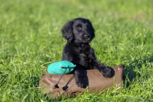 Training: Flat Coated Retriever puppy