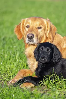 Canidae: Flat Coated Retriever puppy