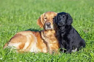 Canidae: Flat Coated Retriever puppy