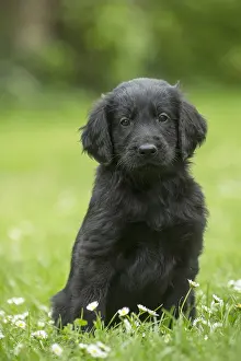 011018: Flat coated retriever puppy dog outdoors