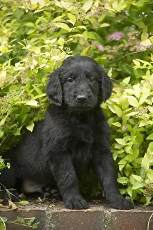 011018: Flat coated retriever puppy dog outdoors