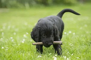 Sticks: Flat coated retriever puppy dog outdoors