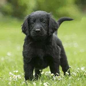 011018: Flat coated retriever puppy dog outdoors
