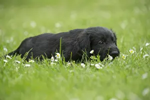 011018: Flat coated retriever puppy dog outdoors