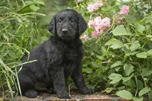 Coated: Flat coated retriever puppy dog outdoors