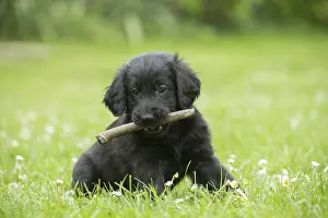 Coated: Flat coated retriever puppy dog outdoors