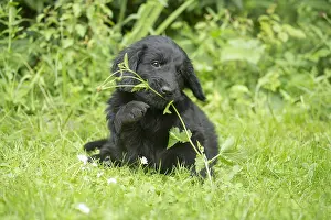 Coated: Flat coated retriever puppy dog outdoors