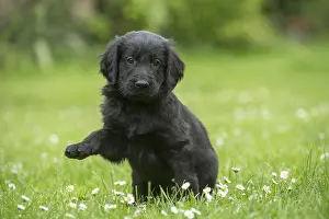 Lifting: Flat coated retriever puppy dog outdoors