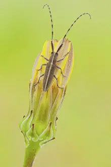 Unique: A flat faced longhorn beetle of the famyli Ceram