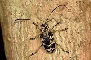 Andasibe: Flat-faced longhorn beetle (Phryneta marmorea) on