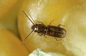 Maize: Flat Grain Beetle (Cryptolestes ferrugineus)