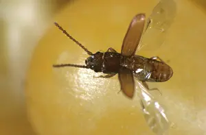 Maize: Flat Grain Beetle (Cryptolestes ferrugineus)