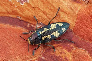 Destroying: Flat headed woodborer (Buprestis novemmaculata)