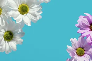 Flat: Flat lay colorful spring daisies with copy space