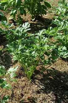 Parsley: Flat-Leaved Parsley