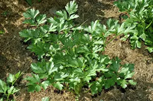 Parsley: Flat-Leaved Parsley