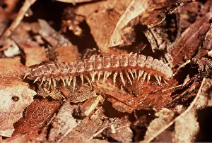 Segment: FLAT BACK MILLIPEDE
