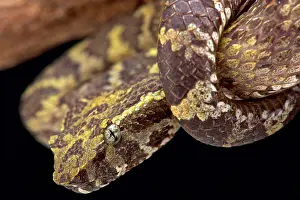 Java: Flat-nosed pitviper (Trimeresurus puniceus), Indonesia