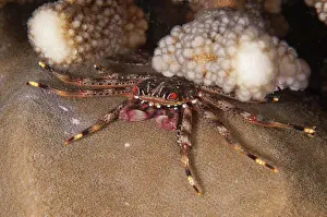 Decapoda: Flat Rock Crab