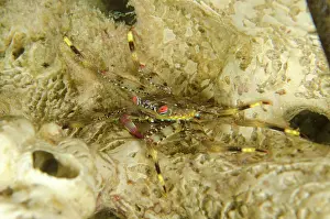 Baleh: Flat Rock Crab Baleh Slope dive site, Gili Mota