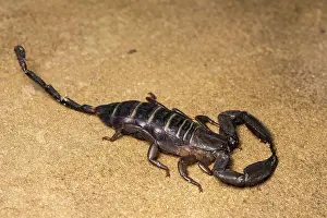 Scorpions: Flat rock scorpion - on rock - Taken under controlled