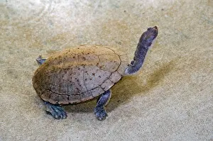 Steindachneri: Flat-shelled / Long-necked Turtle